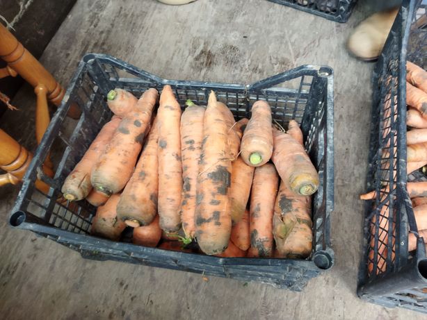 Морква буряк картопля