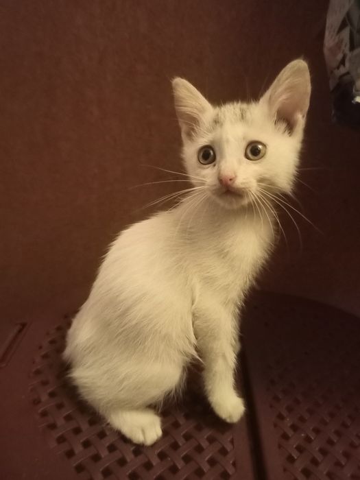 Котята  в добрі руки.