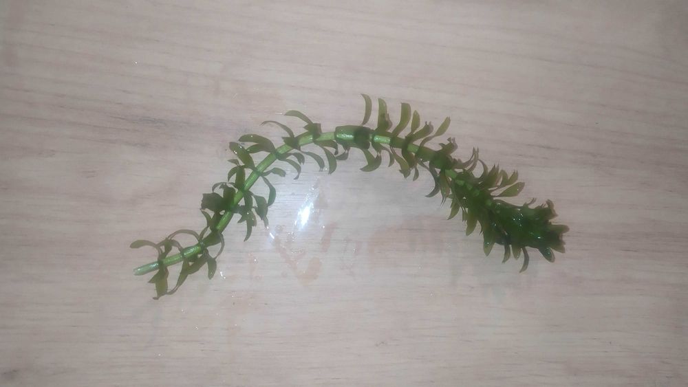 Moczarka kanadyjska - Elodea canadensis