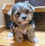 York suczka Yorkshire terrier zdrowa malutka rodowód gotowa do odbioru