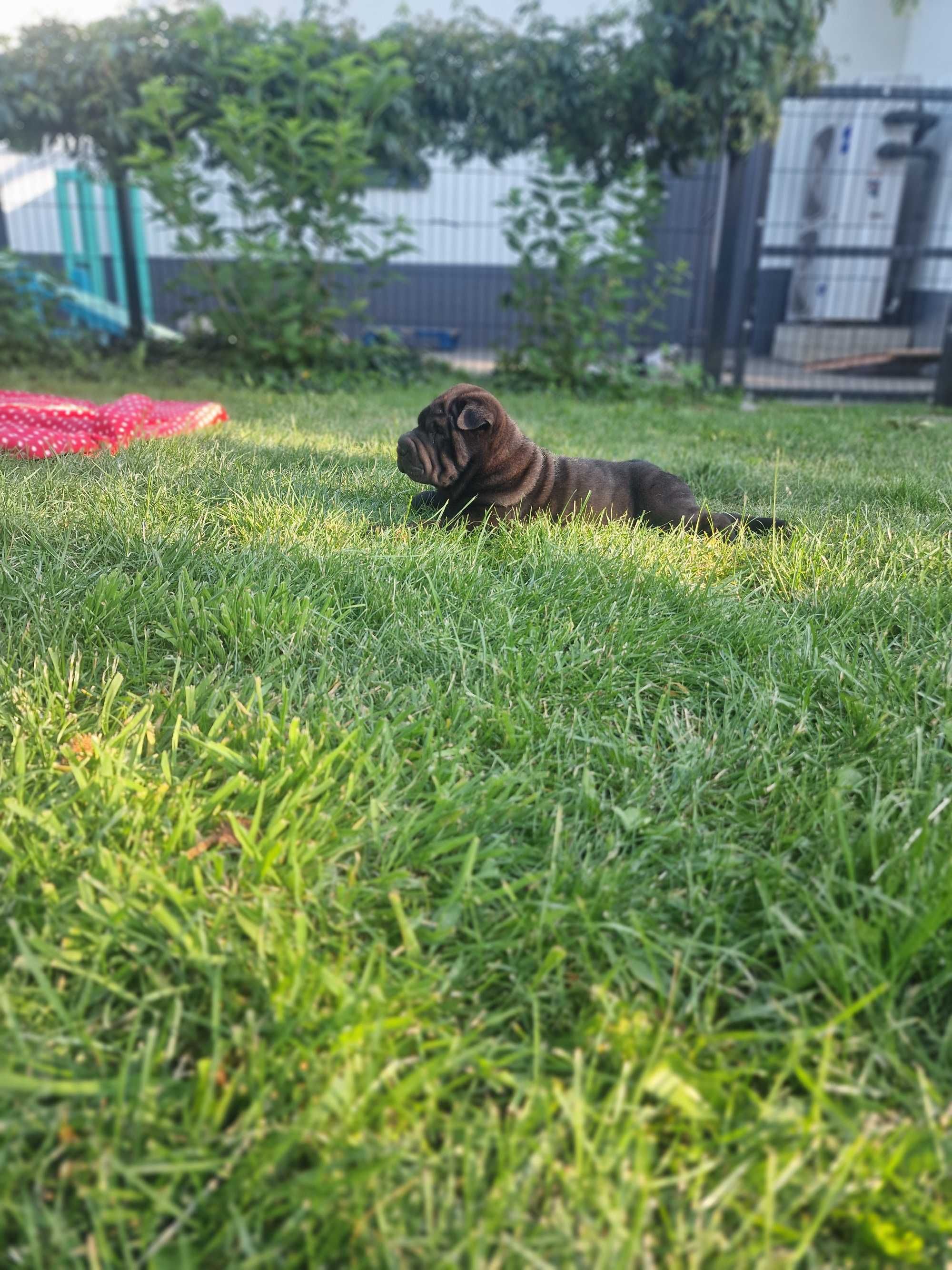 Suczka shar pei FCI