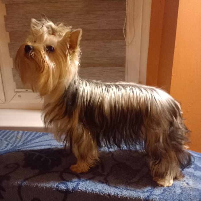 Suczka Yorkshire terrier FCI