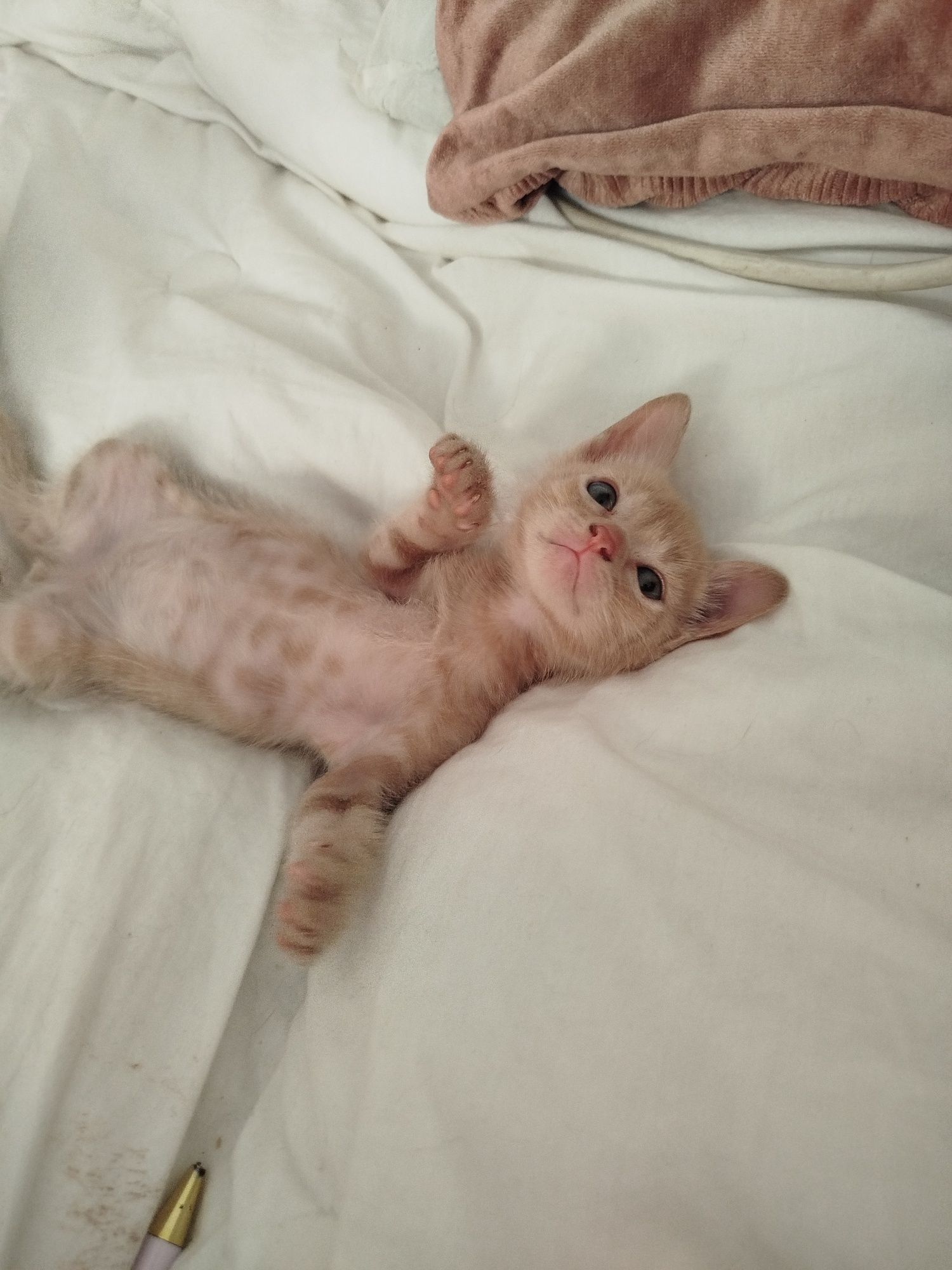 Gatinhos para Adoção responsável