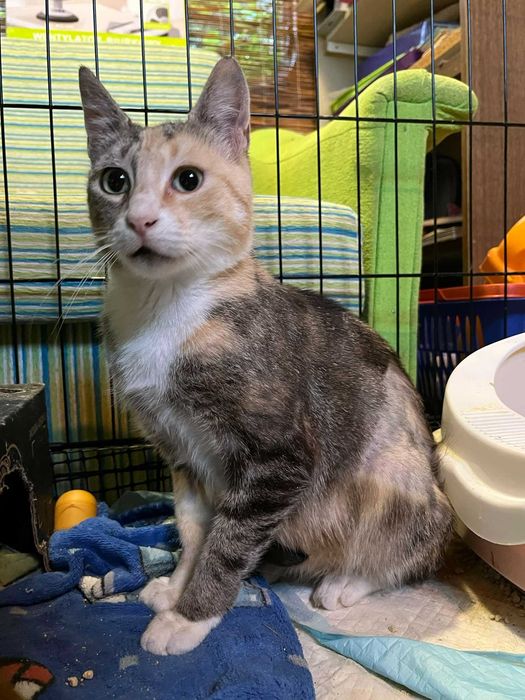 Przepięknie umaszczona kotka FIV+ szuka domu