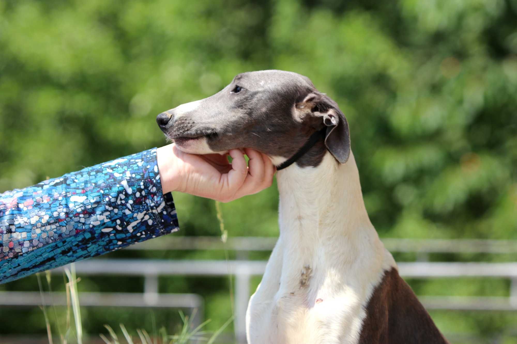 Whippet Chart Angielski, ZKwP/FCI, cudny ORFEUSZ wyjątkowej urody