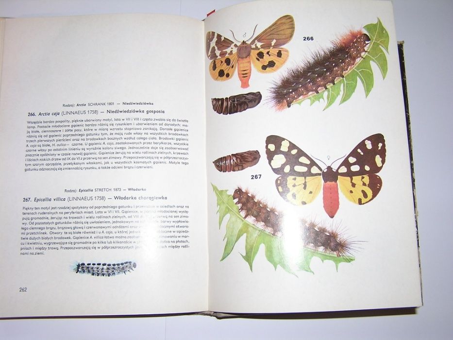 atlas motyli polskich,owadów