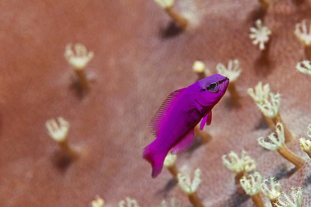 Ryba - Pseudochromis fridmani S/M Hodowla Akwarium morskie