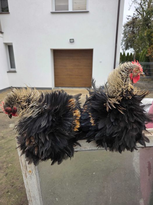 Kochiny miniaturowe młode KOGUTY