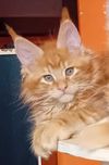 Rudy kocurek Maine Coon z rowodem w opcji do hodowli