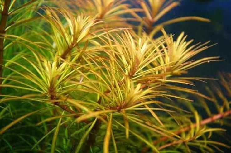 Эустералис стеллата. Акваріумні рослини