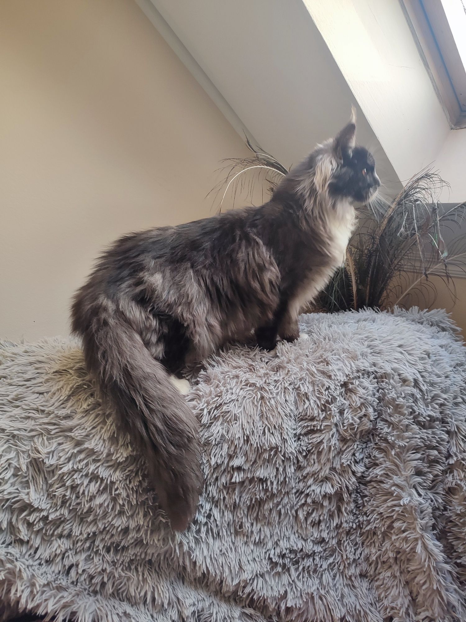 Duży Maine Coon PARYS