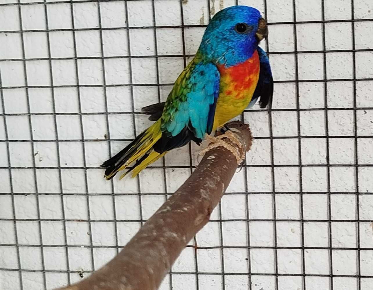 Lote de Aves-Caturras, Roseicollis, Bourkes, Turquoisines, Esplêndidos