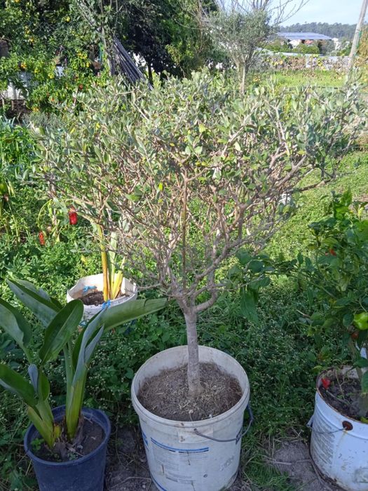 Vendo oliveira bonita para jardim ou em vaso grande