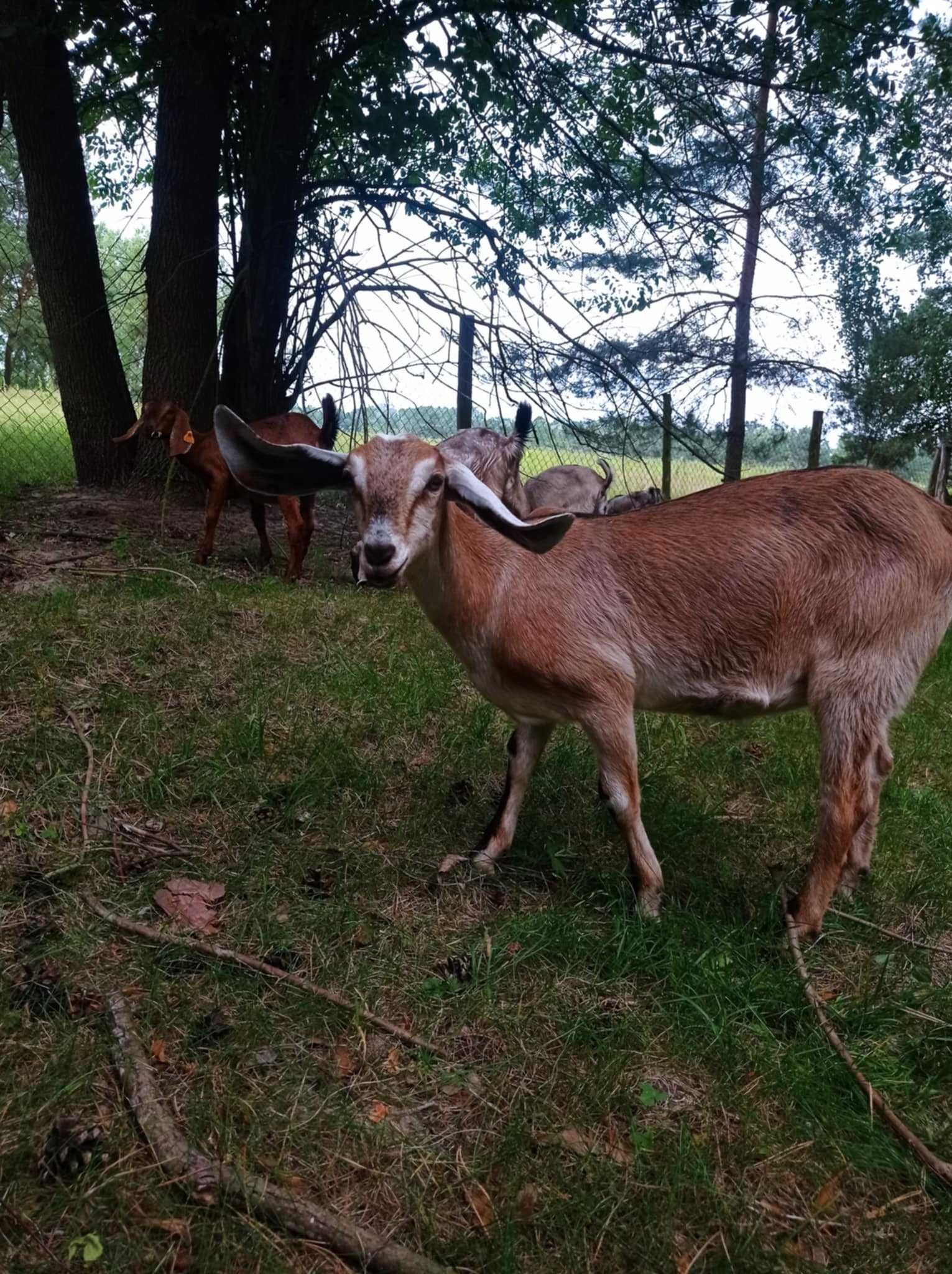 Sprzedam młode kozy anglonubijskie NOG