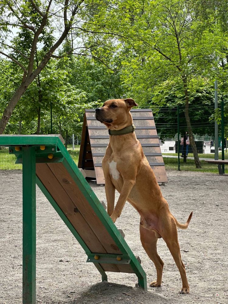 Ищет девочку на связку