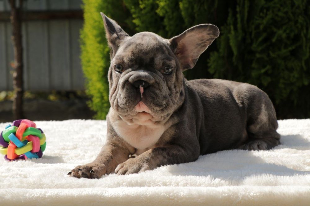 Хлопчик біг роп,доставка обговорюється