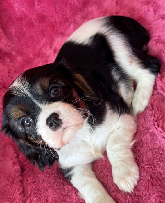 Tricolor sunia - Cavalier  King Charles Spaniel