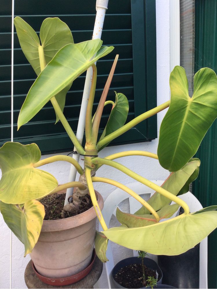 Vendo planta de interior