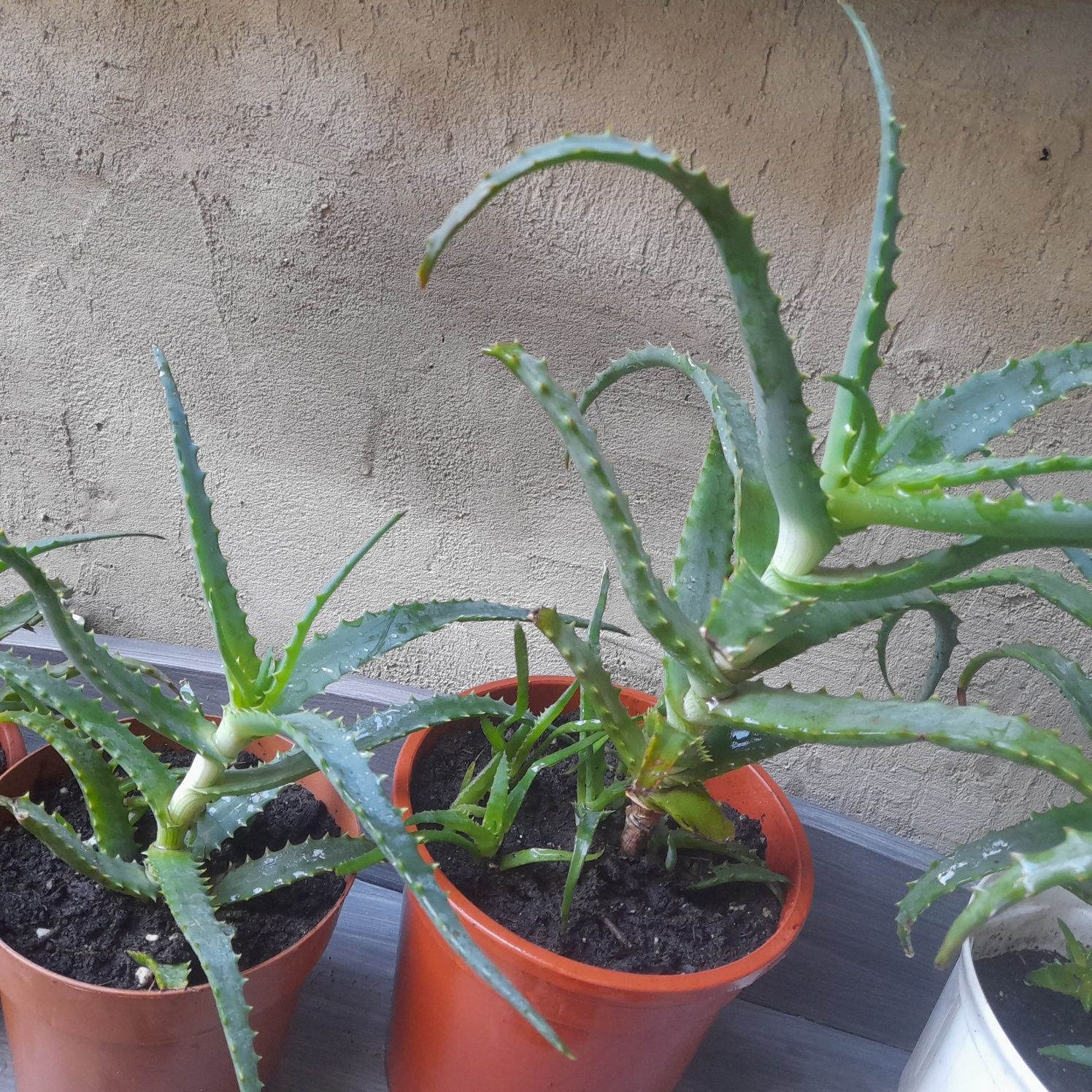 Aloes 3letni doniczkowy