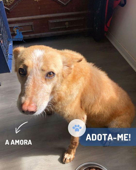 Amora cadela porte medio para adocao