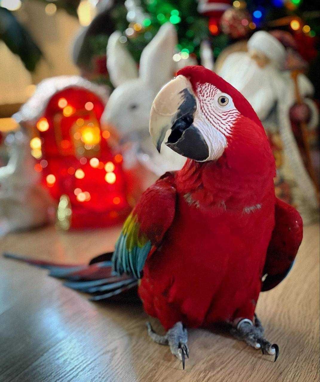 Попуга Ара пташенята для вашої родини