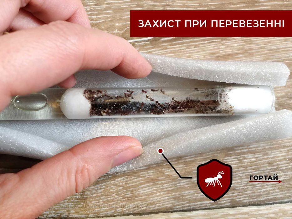 Колонії 30+ робітників + матка, Жнеці, Messor Structor