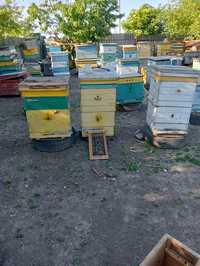 Продам бджіл/ бджолопакети/ пчёлы/пчёлопакеты/пасіка