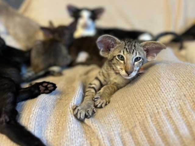 Kociak orientalny - koci odkrywca nocy