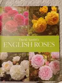 David Austin English Rose Nowy