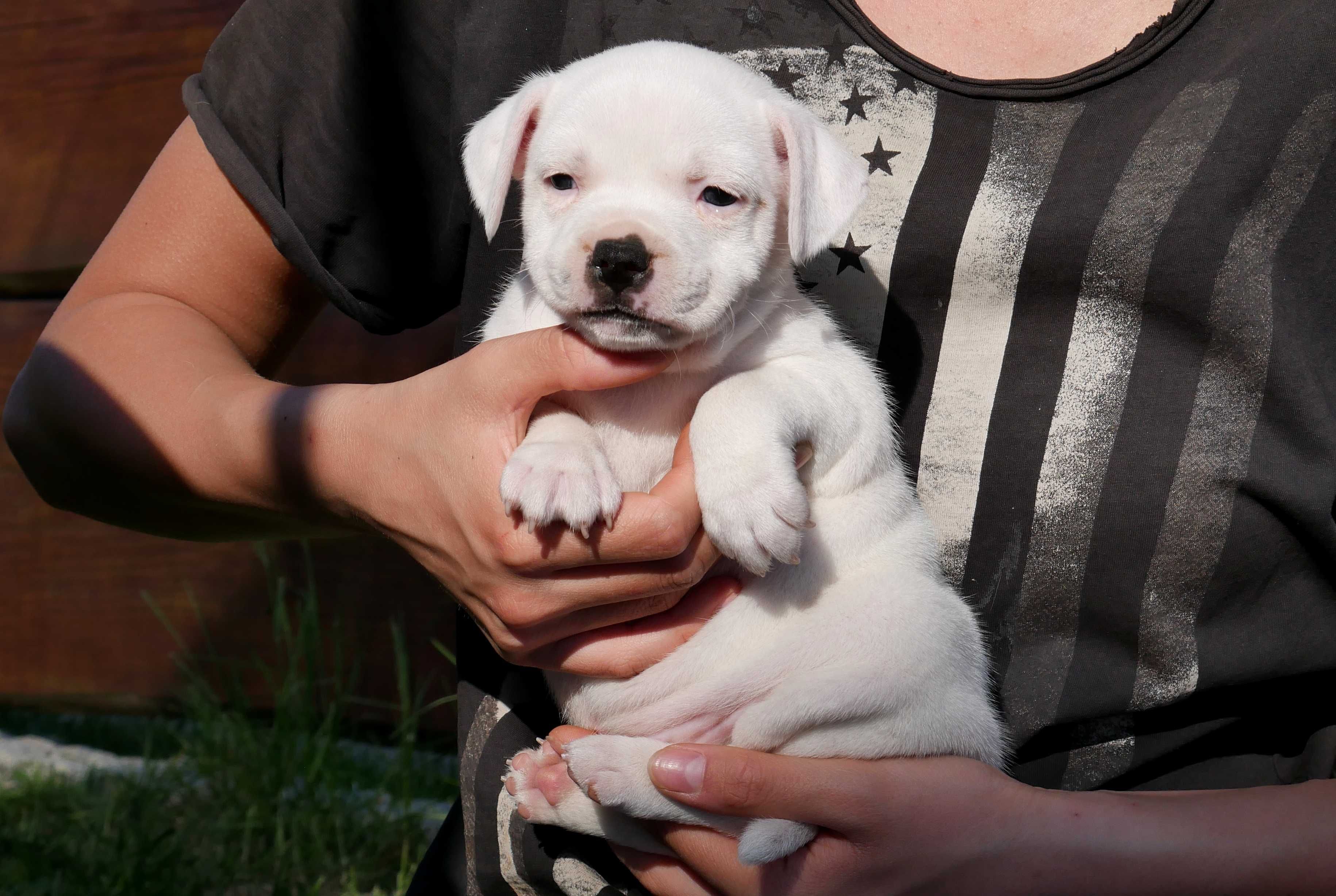 Staffordshire Bull Terrier ZKwP , Staffik FCI, piękna biała SUCZKA - 4