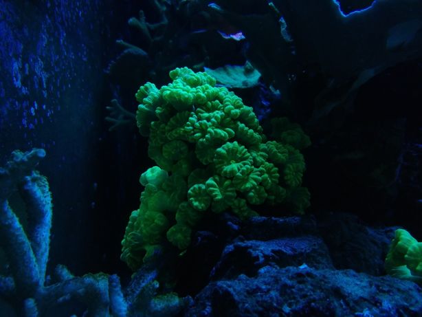 Caulastrea curvata fluo zielona - koralowce Białystok akwaria morskie