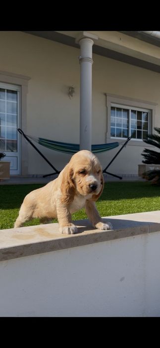 cocker spaniel inglês macho