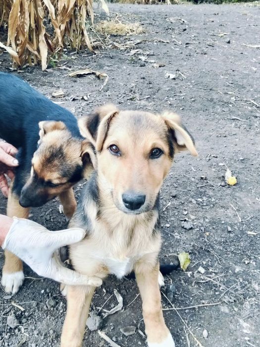 Віддам в добрі руки цуценят