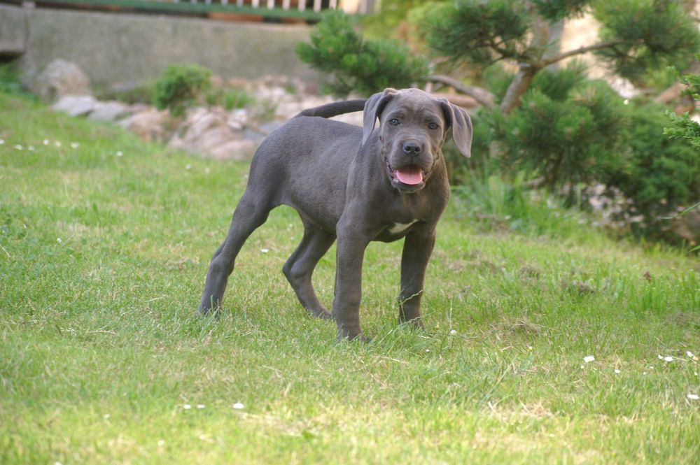 Cane Corso FCi Potęga po zagranicznych rodzicach