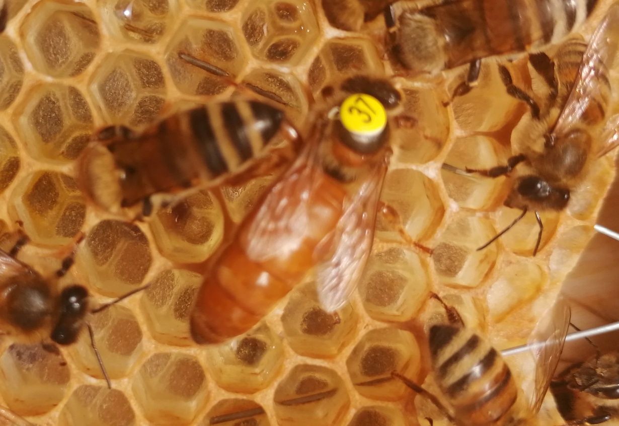 WŁOSZKA Ligustica 5+1Gratis matki pszczele jednodniowe