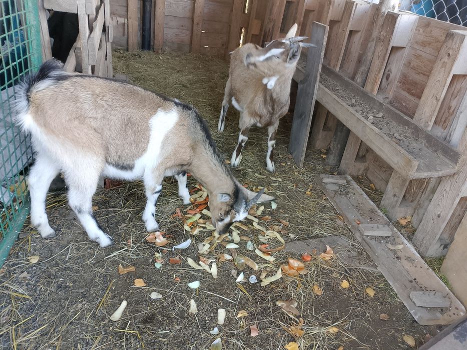 Sprzedam młode kozy zamiana na słomę siano owies