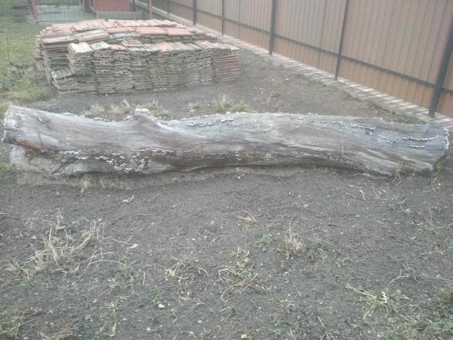 горіх стовбур)))