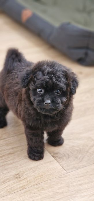 Pomapoo,  suczka,  czarna