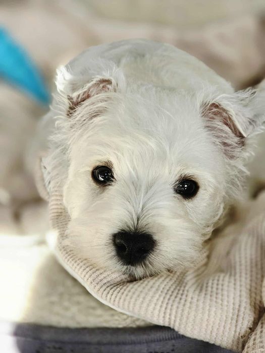 West highland white terrier Piekny chłopiec FCI