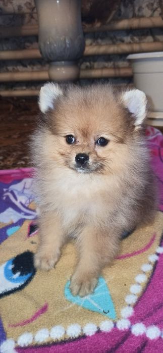 Щенки померанскоко шпица