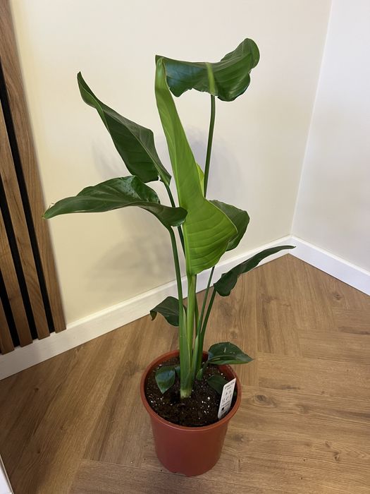 Стреліція Ніколая Миколая