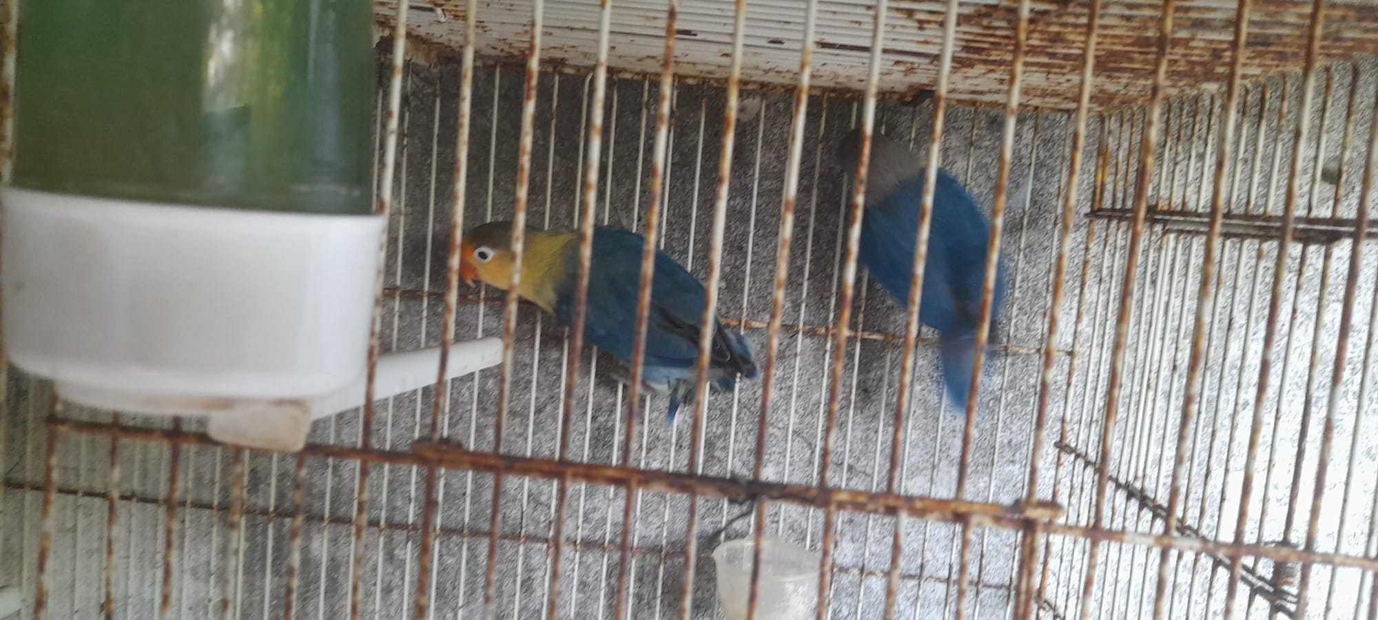 Casal Agapornis fischeri - RESERVADO