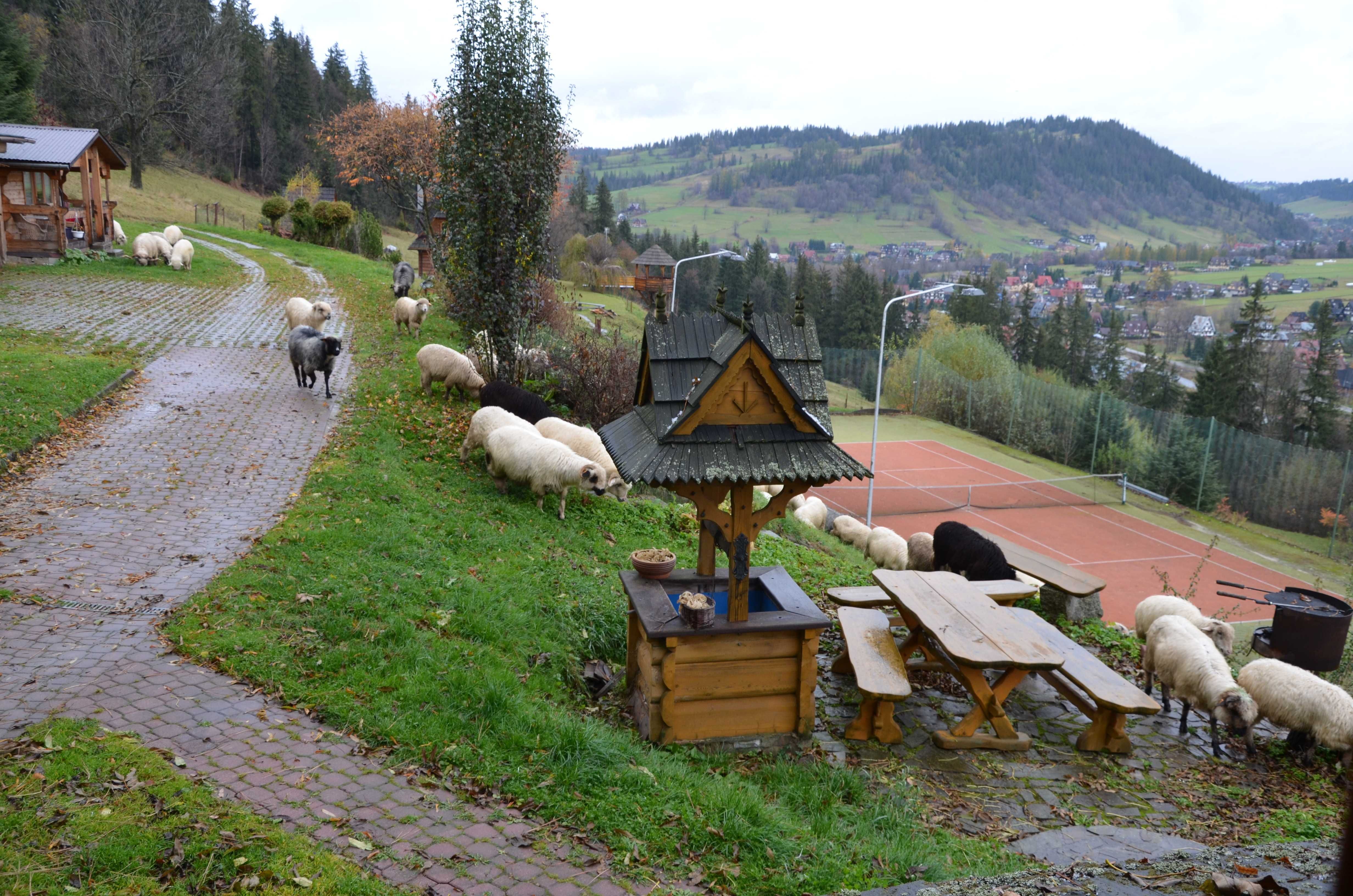 Zwolnił  się Domek  góralski z sauną w  Zakopanem z widokiem na Tatry