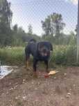 Oddam psa za darmo (rottweiler)