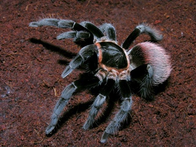 Продажа паука птицееда Brachypelma vagans тарантул