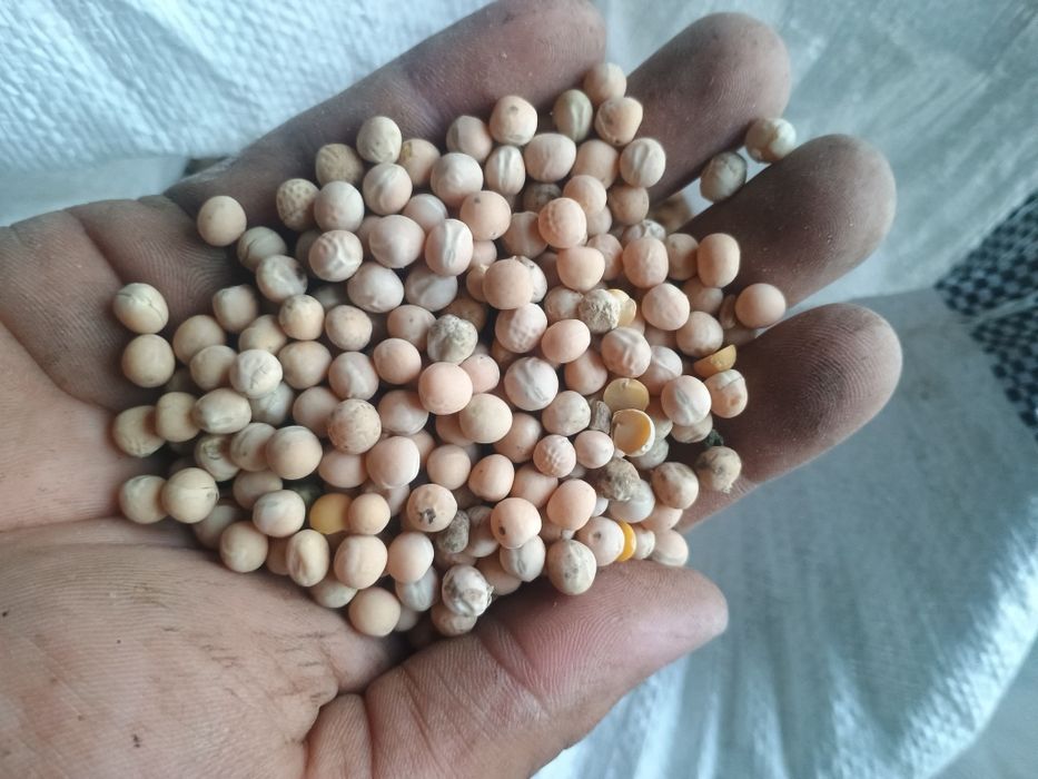 Groch Batuta rok po centrali przewiany na wialni  Czysty