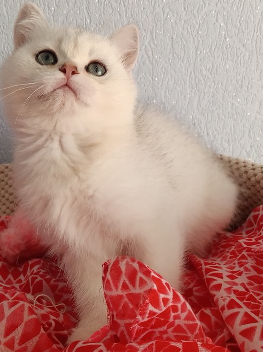 Плюшеве хлопченя