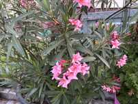 Duży oleander na sprzedaż