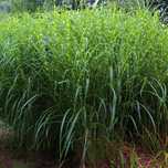 Miskant chiński 'Little Zebra' (Miscanthus sinnesis) Doniczka 2.5L