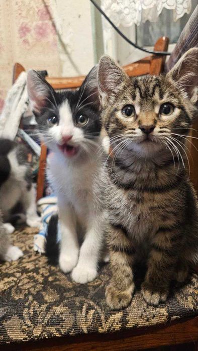 Кошенята мишолови